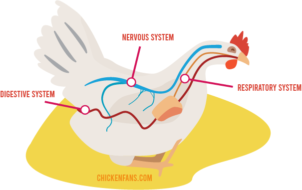 Chicken with Newcastle Disease attacking the nervous system, respiratory system and digestive system