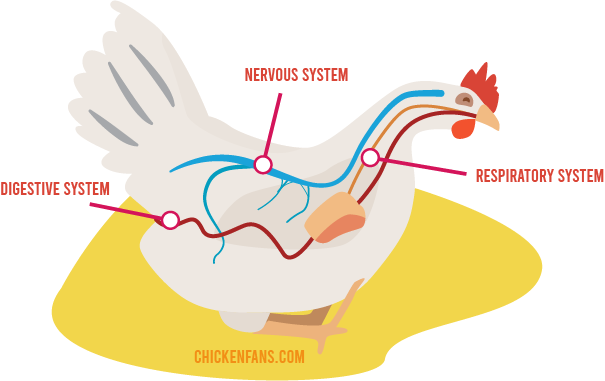 newcastle disease symptoms