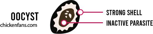 Representation of an oocyst that can survive long outside of the chicken's body