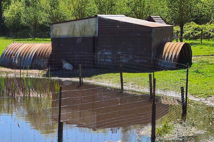 Chicken coop next to a pond with dark water in direct sunlight. The pond has fencing so the chickens can't drink from the water.