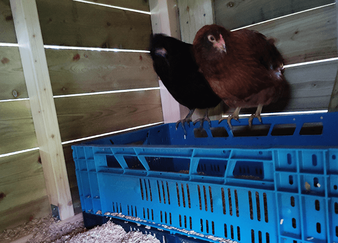 two chickens roosting on the side of a nesting box crate