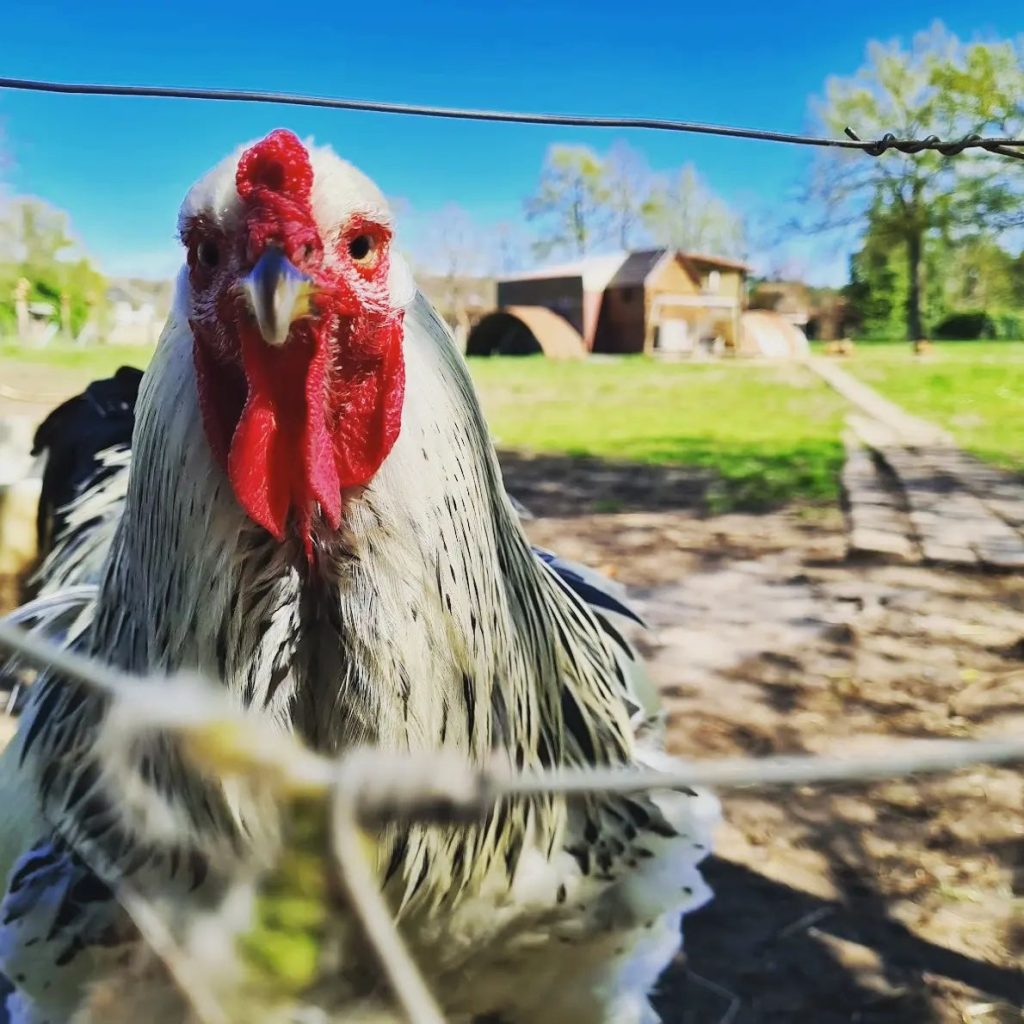 rooster chicken run