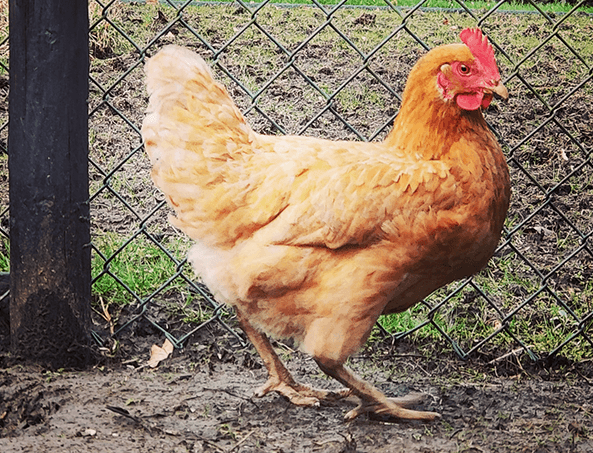 one hen inside a chicken run