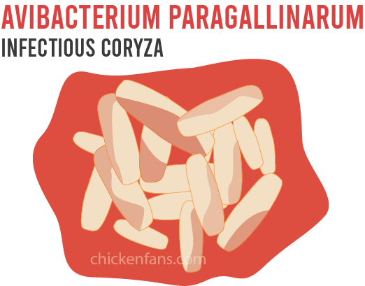 avibacterium paragallinarum infectious coryza