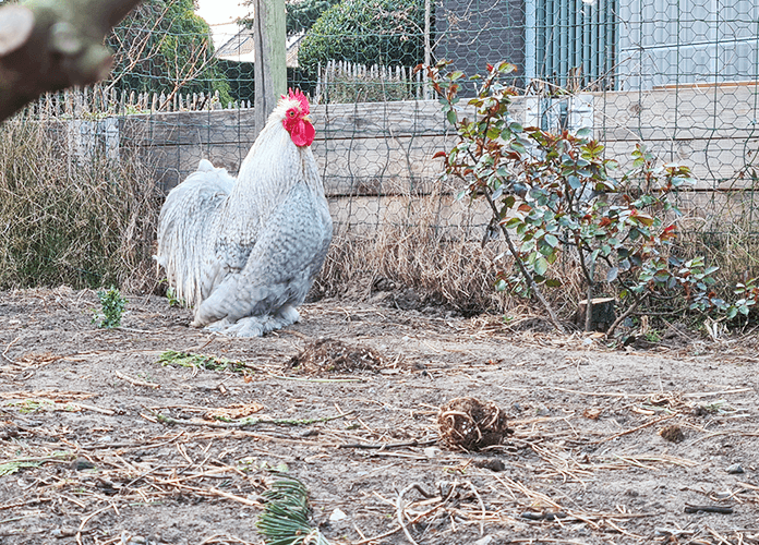 Can Chickens Live Alone?