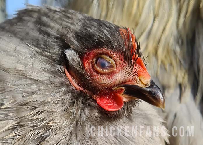 chicken bubbly foamy eyes