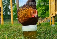 chicken drinking beer