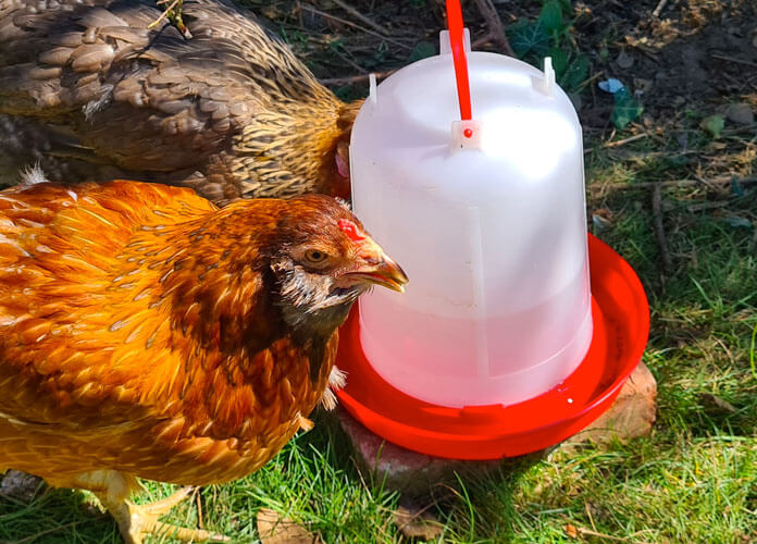 chickens drinking water