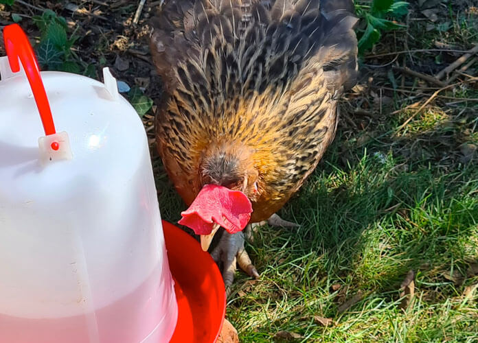 chicken drinking water