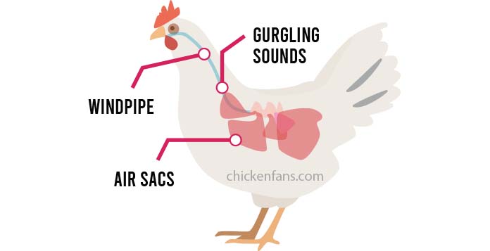 4 Reasons your Chicken is making Gurgling Sounds | Chicken Fans