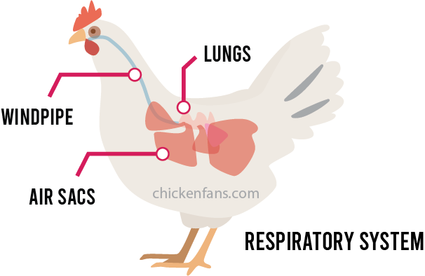 Respiratory system in a chicken with windpipe, lungs and air sacs