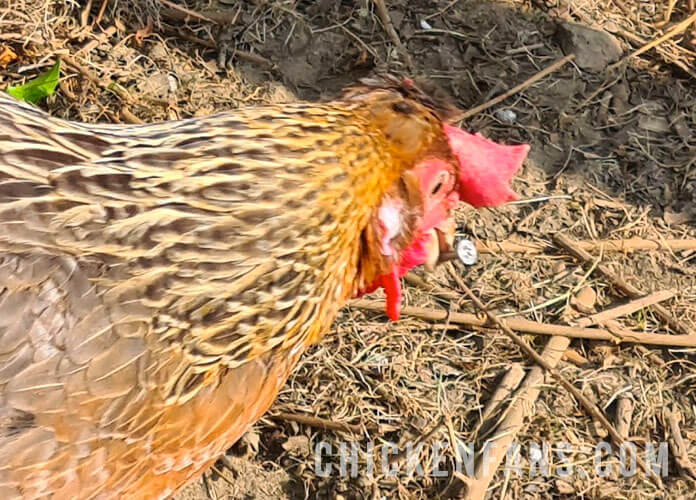 chicken running around with a galvanized steel zinc screw