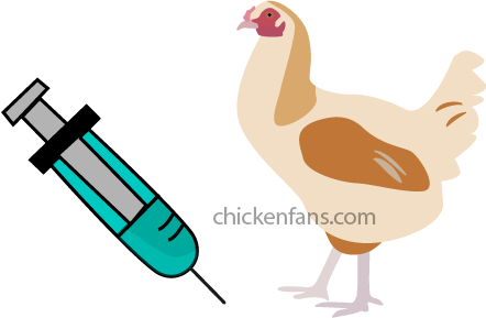 vaccination of chickens