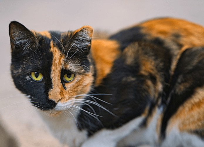 Will Feral Cats Kill Chickens?