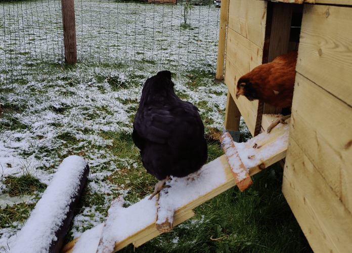 two chickens at dawn leaving the coop