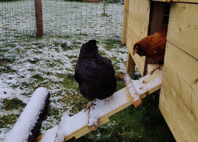 roosting chickens at dusk