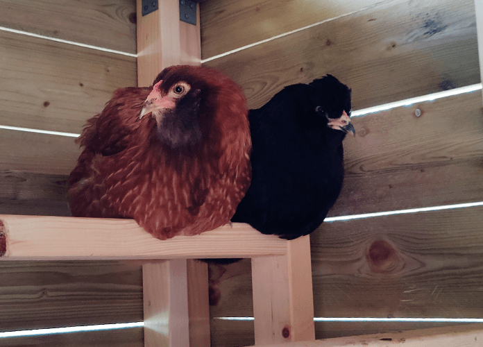 two chickens roosting