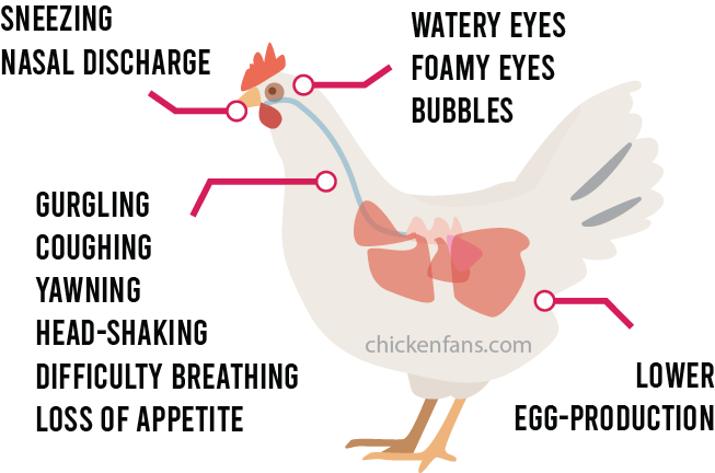 symptoms of chronic respiratory disease in chickens: sneezing, nasal discharge, watery eyes, foamy eyes, bubbles, gurgling, coughing, yawning, head-shaking, difficulty breathing, loss of appetite, lower egg-production