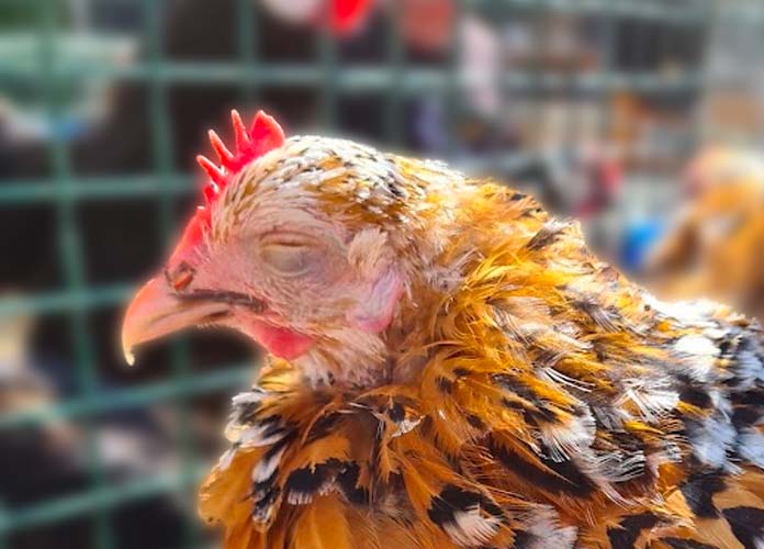 chronic respiratory disease in chickens