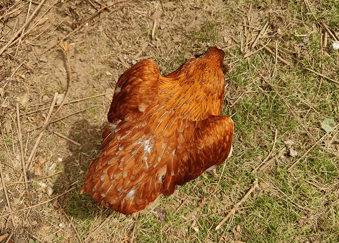 crouching hen ready to be picked up