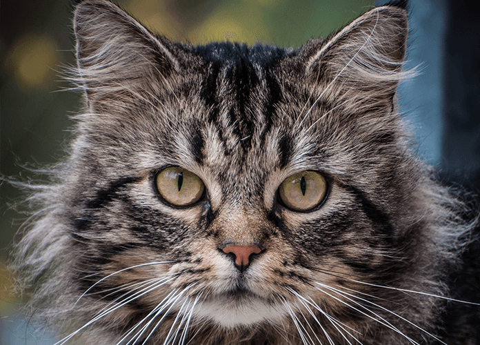 feral cat and chickens