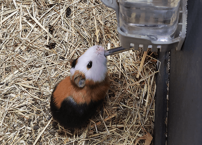 Can Chickens Live With Guinea Pigs?