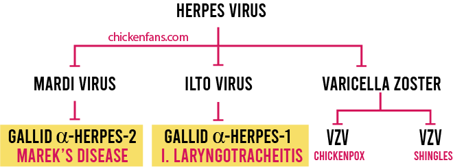 herpes virus family in chickens, with marek's disease (mardi virus) as sibling of infectious laryngotracheitis (ilto virus)