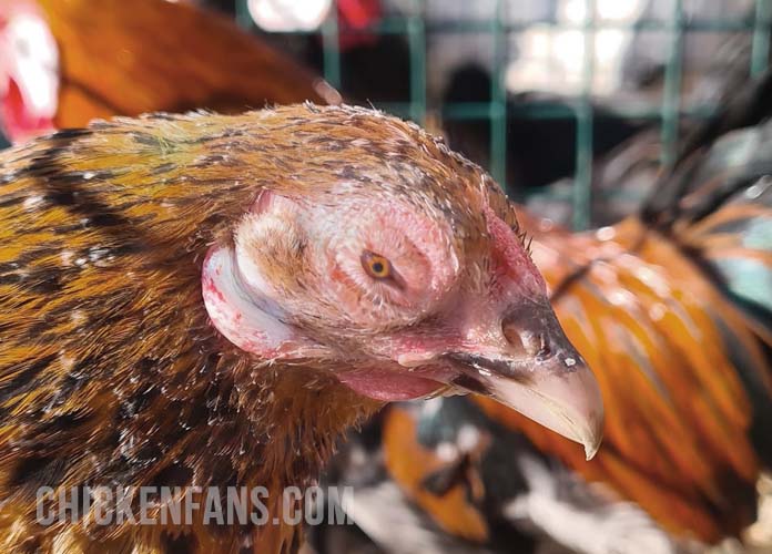 Infectious Coryza in Chickens | Chicken Fans