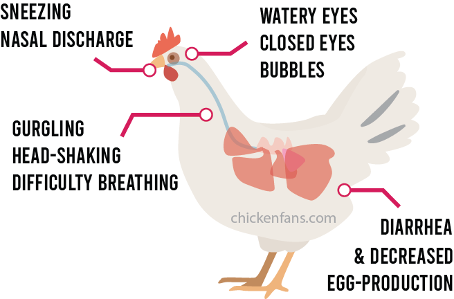 symptoms of infectious coryza: sneezing, nasal discharge, watery eyes, closed eyes, bubbles, gurgling, head-shaking, difficulty breathing, diarrhea and decreased egg-production