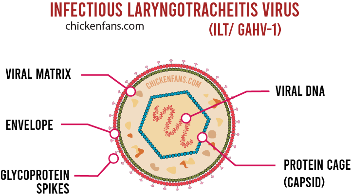 Infographic of the gahv-1 virus of infectious laryngotracheitis, showing the viral dna, protein cage, viral matrix, envelope and glycoprotein spikes