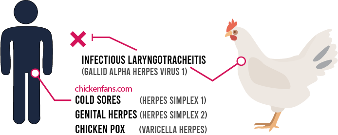 infectious laryngotracheitis is not contagious to humans