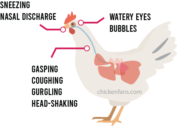 symptoms of infectious laryngotracheitis in chickens