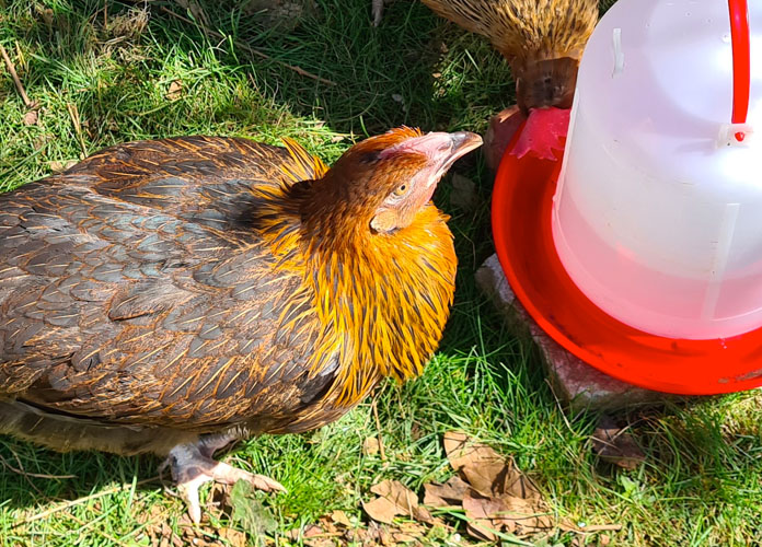 marans drinking water