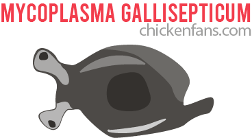 mycoplasma gallisepticum