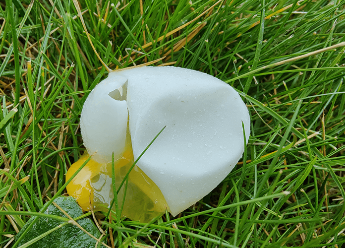 soft shelled egg