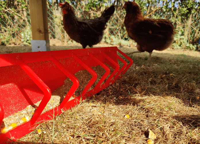 spilled grain feed