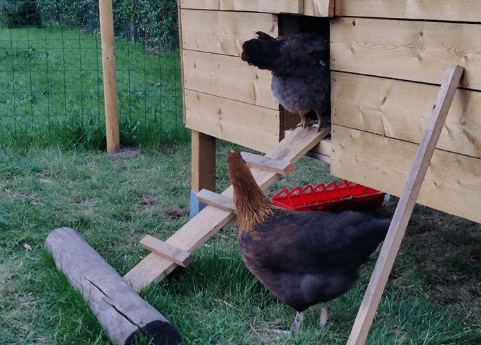 two chickens going inside the coop to roost