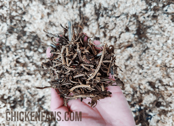 tobacco stalks inside a chicken coop used as natural repellent against mited