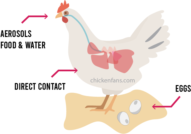 Transmission paths of mycoplasma: aerosols, contaminated food and water, direct contact and eggs