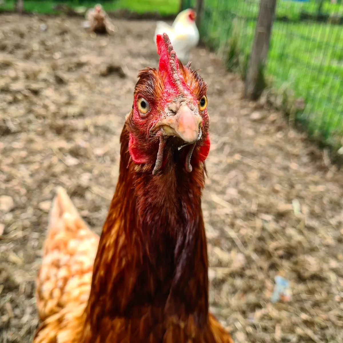 100+ Funny Chicken Names Chicken Fans