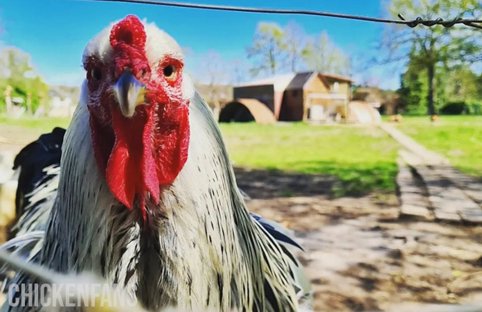 a close up of a brahma rooster