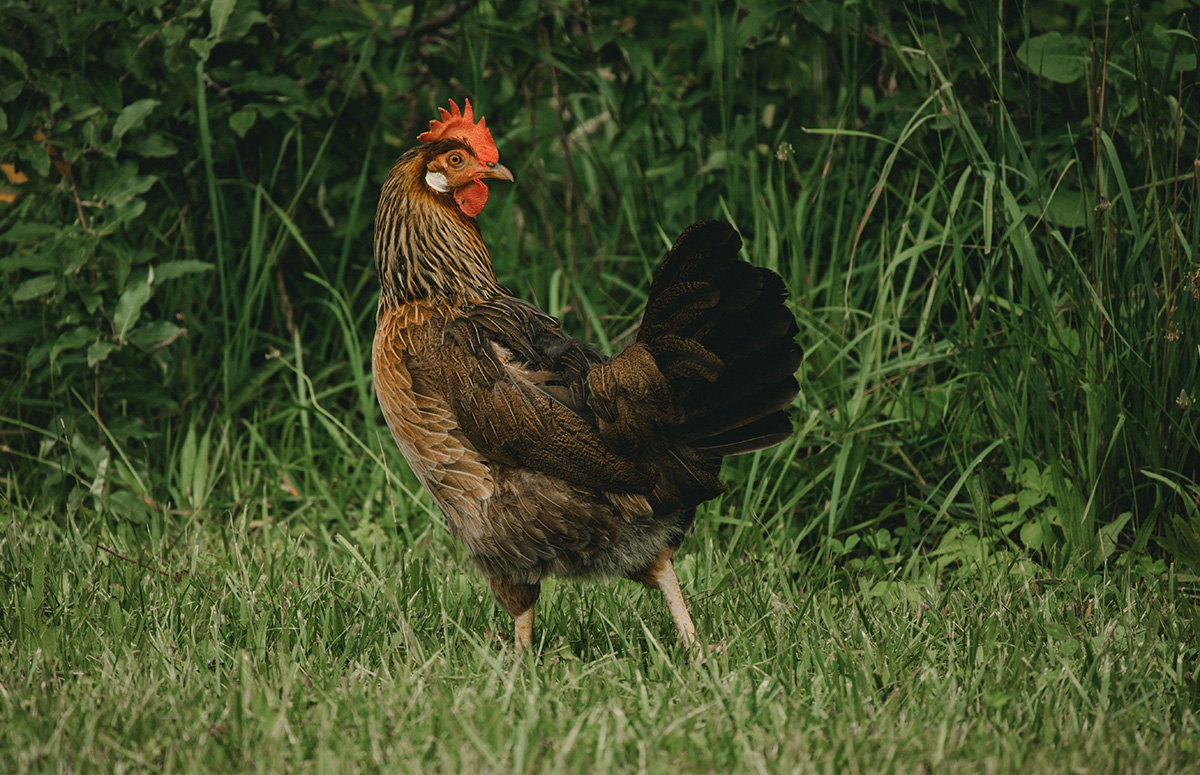 a brown leghorn chicken