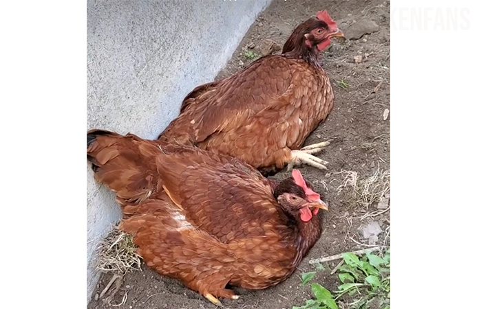 two rhode island reds in a dust bath