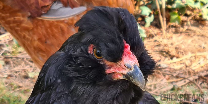 araucana pea comb