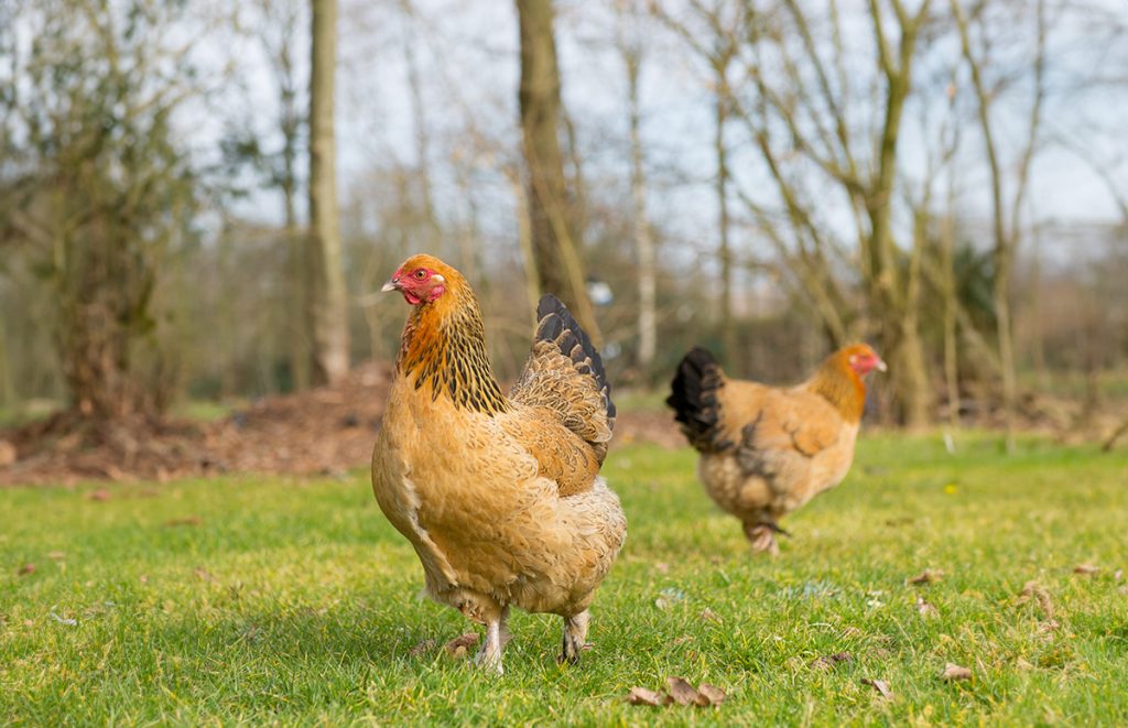 two brahma chickens