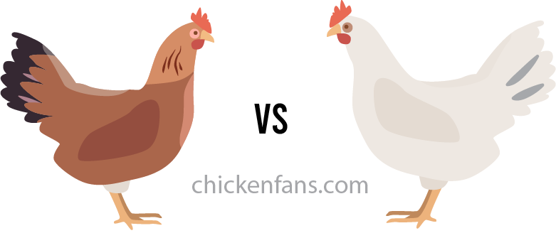 brown leghorn vs white leghorn