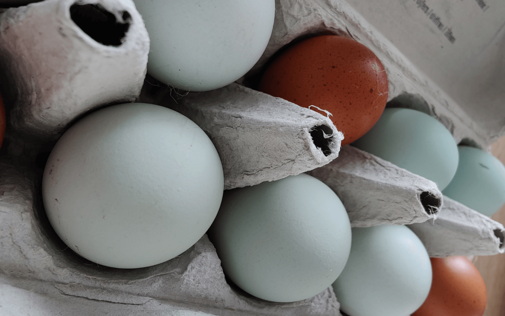 eggs in a carton