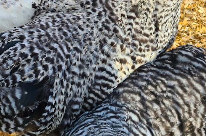 The barred pattern on a chicken resulting in stripes, well-known from the Plymouth Rock