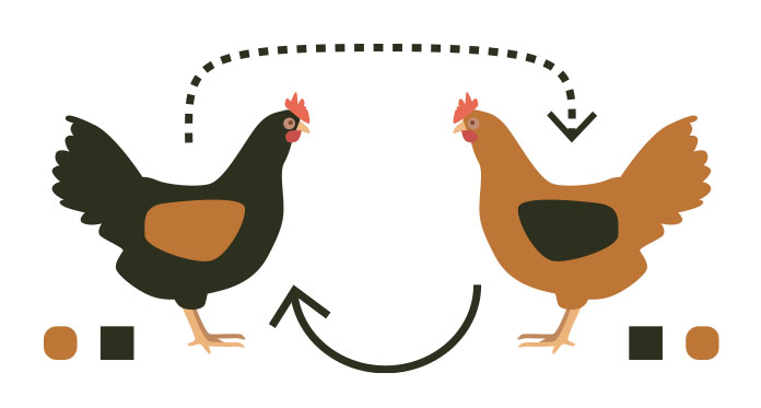 Linebreeding, Inbreeding & Outcrossing | Chicken Fans