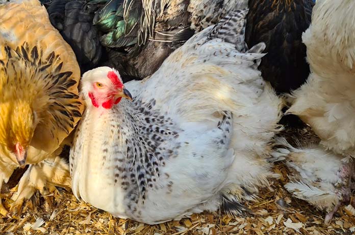 The Columbian plumage pattern where only the tail and hackles are colored in black patterns.